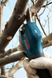 Акумуляторний секатор Bosch Pro Pruner solo без АКБ та ЗП (06019K1020) 732535 фото 3