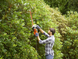 Кусторез электрический BLACK+DECKER BEHTS301 726748 фото 7
